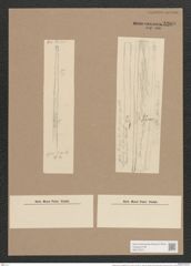 Synedra ulna var. longissima (W. Sm.) Brun. (de-Toni-Nr.: Genus 66, Species 2584) Zeichnungen Sammlung Grunow Nr. 5208 (NHMW-BOT-W0373574)